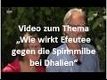 NDR: Gärtnern natürlich: Efeutee gegen Spinnmilben 🌿🌸