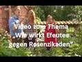 NDR: "Gärtnern natürlich: Efeutee gegen Rosenzikaden und Spinnmilben 🌿🐛