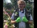 Rosenzauber: natürlicher Schutz der Rosen 🌹