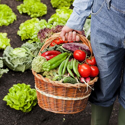 Richtig dngen im Garten: organisch, mineralisch, Zeiten