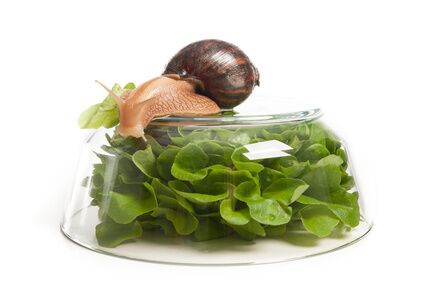 Schnecken bekmpfen im Garten