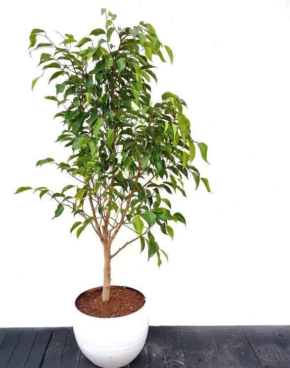 Ficus benjamini: Blattfall, braune Flecken