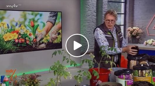 Tomaten dngen: Wann, wie oft und womit?