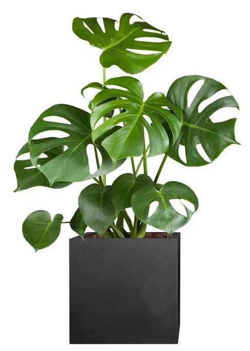 Monstera: braune Flecken erkennen, vorbeugen & behandeln