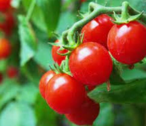 Tomaten richtig dngen: Mangel erkennen, Dnger whlen
