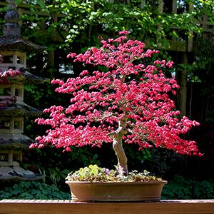 Bonsai zchten und gestalten: Baumwahl, Schnitt, Pflege