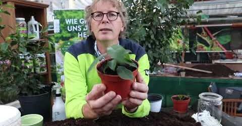 bonsai small tree Dwarf Japanese Green Maple Bonsai Tree (acer palmatum dwarf) main image 0