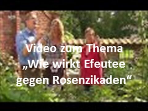 Efeutee gegen Rosenzikaden & Spinnmilben