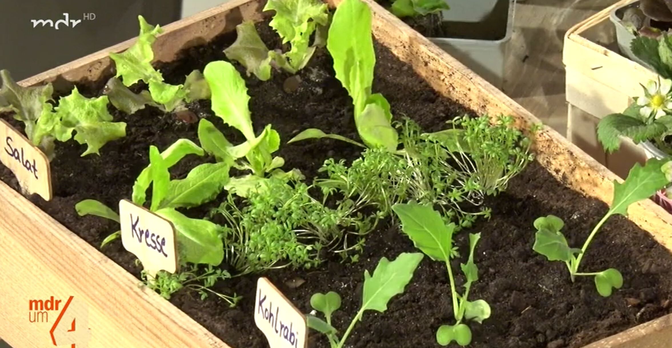 aloe wash Green Tea Aloe Soother Body Wash Value Size main image 0