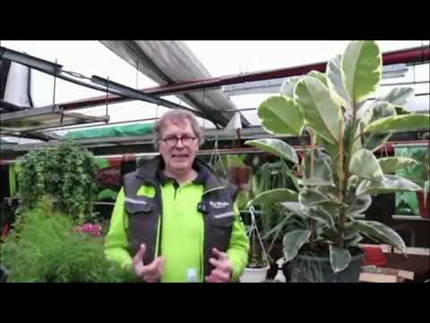 Liguster-Hecke dngen: richtiger Dnger, Pflege & Flechten