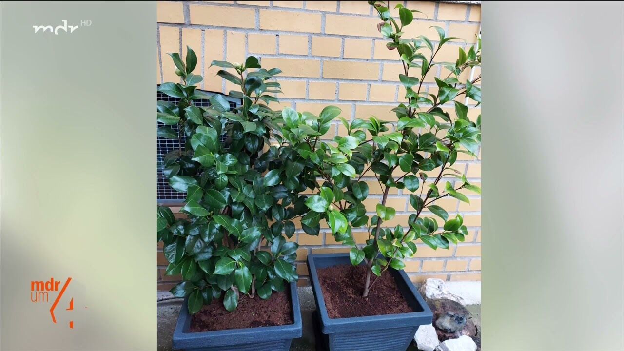 wirkung von dünger TerraDomi Herbstdünger Kali Dünger Kalium Dünger I Wurzelstärkung und  Pflanzenkräftigung – TerraDomi Onlineshop main image 0