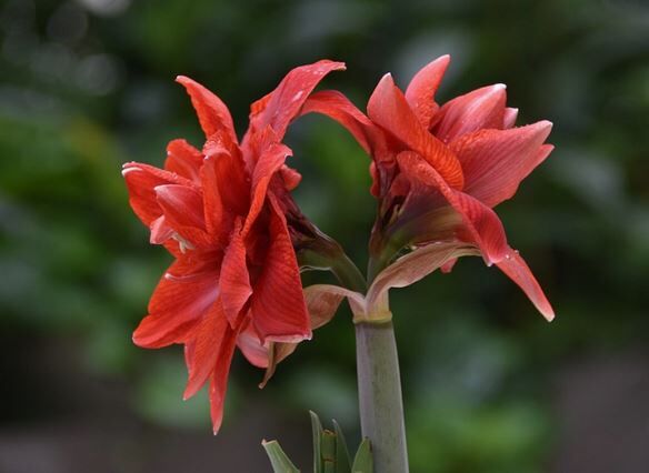 passionsblumen dünger Passionsfrucht Dünger