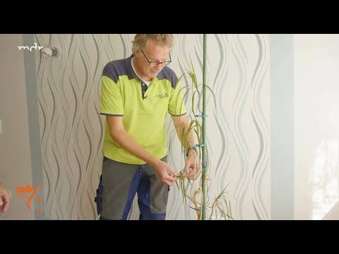 kaktus honig wirkung Kaktus Dünger von Flora Boost für gesundes Wachstum main image 0