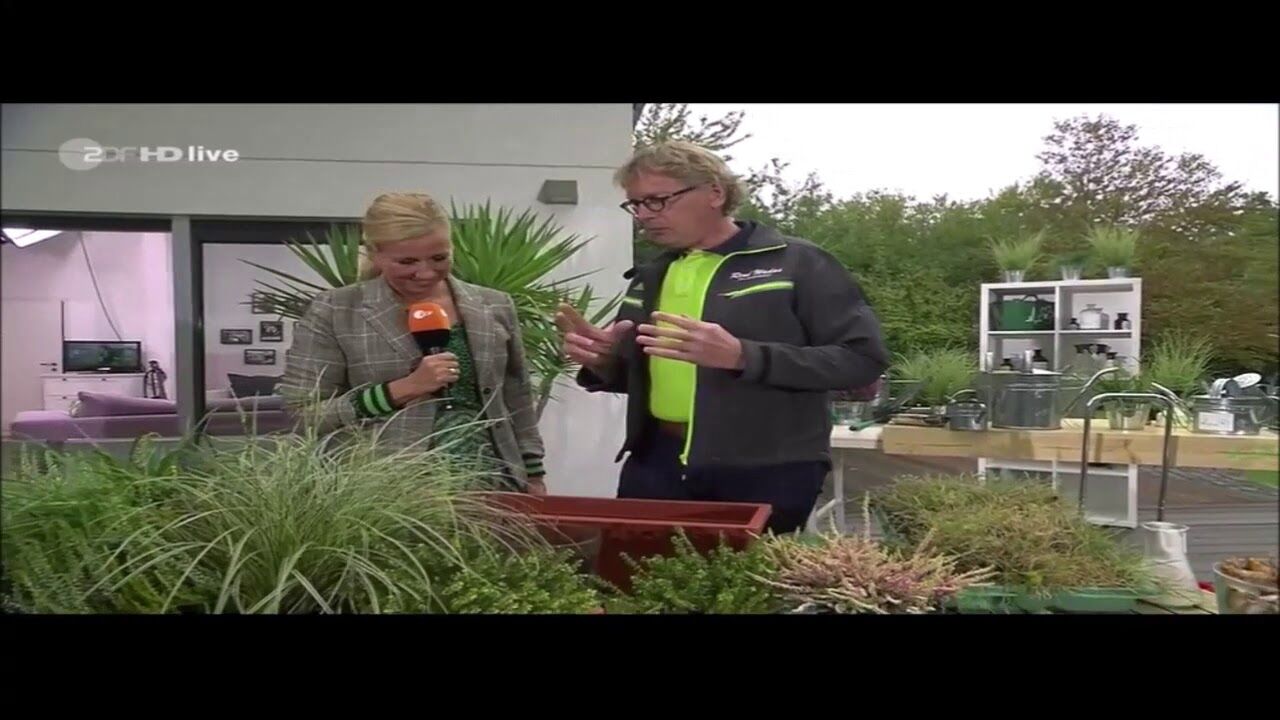 Blumenkasten herbstlich bepflanzen und Frhblher mitsetzen
