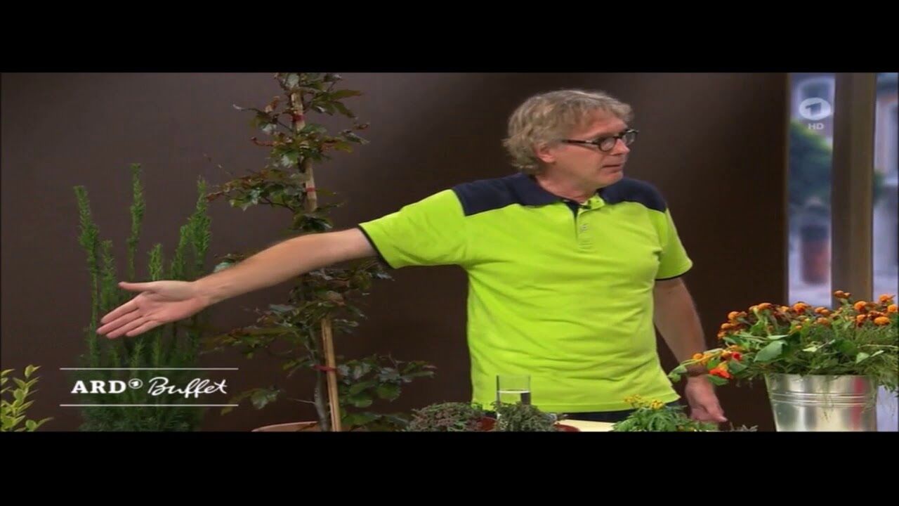 Heimische Hecken statt Thuja