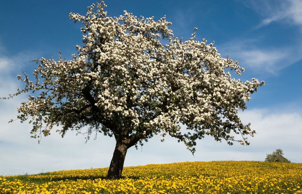 Garten im Frhjahr: Boden vorbereiten, pflanzen, dngen &