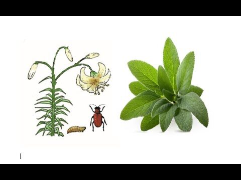 Engerlinge im Blumentopf: erkennen, bestimmen, vorbeugen