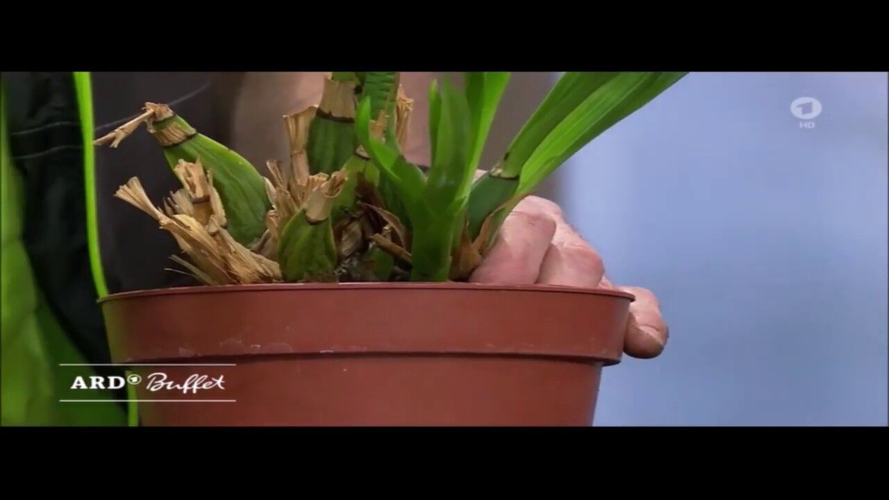 kunstpflanzen orchideen groß Künstliche Orchidee - Han main image 1