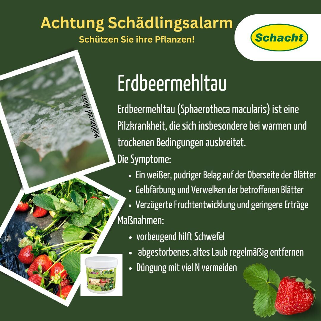 Kirschlorbeer: Mehltau und Schrotschuss erkennen & natrl