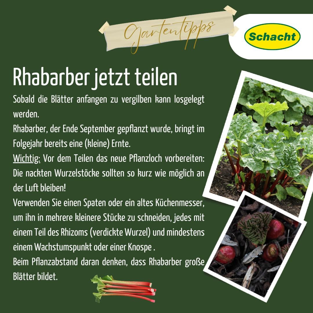 Weihnachtsstern zum Blhen bringen: Dunkelphase, Licht und Pflege