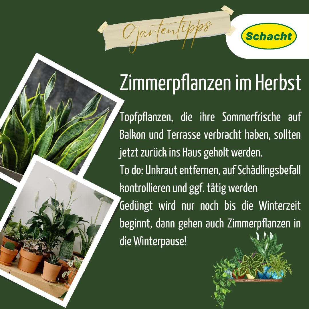 Zimmerpflanzen: richtigen Topf whlen