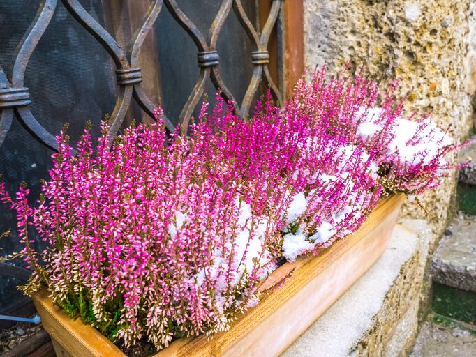 Winterharte Blumen: Robuste Stauden und Zwiebelpflanzen f