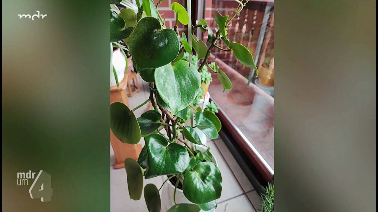 Zierpfeffer (Peperomia) verliert Bltter