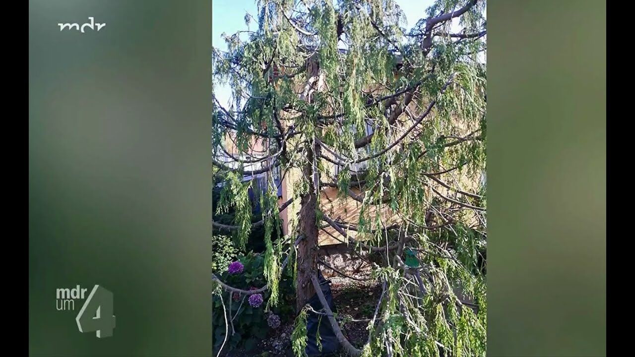 Eibe im Garten: Die 3 hufigsten Probleme und Lsungen