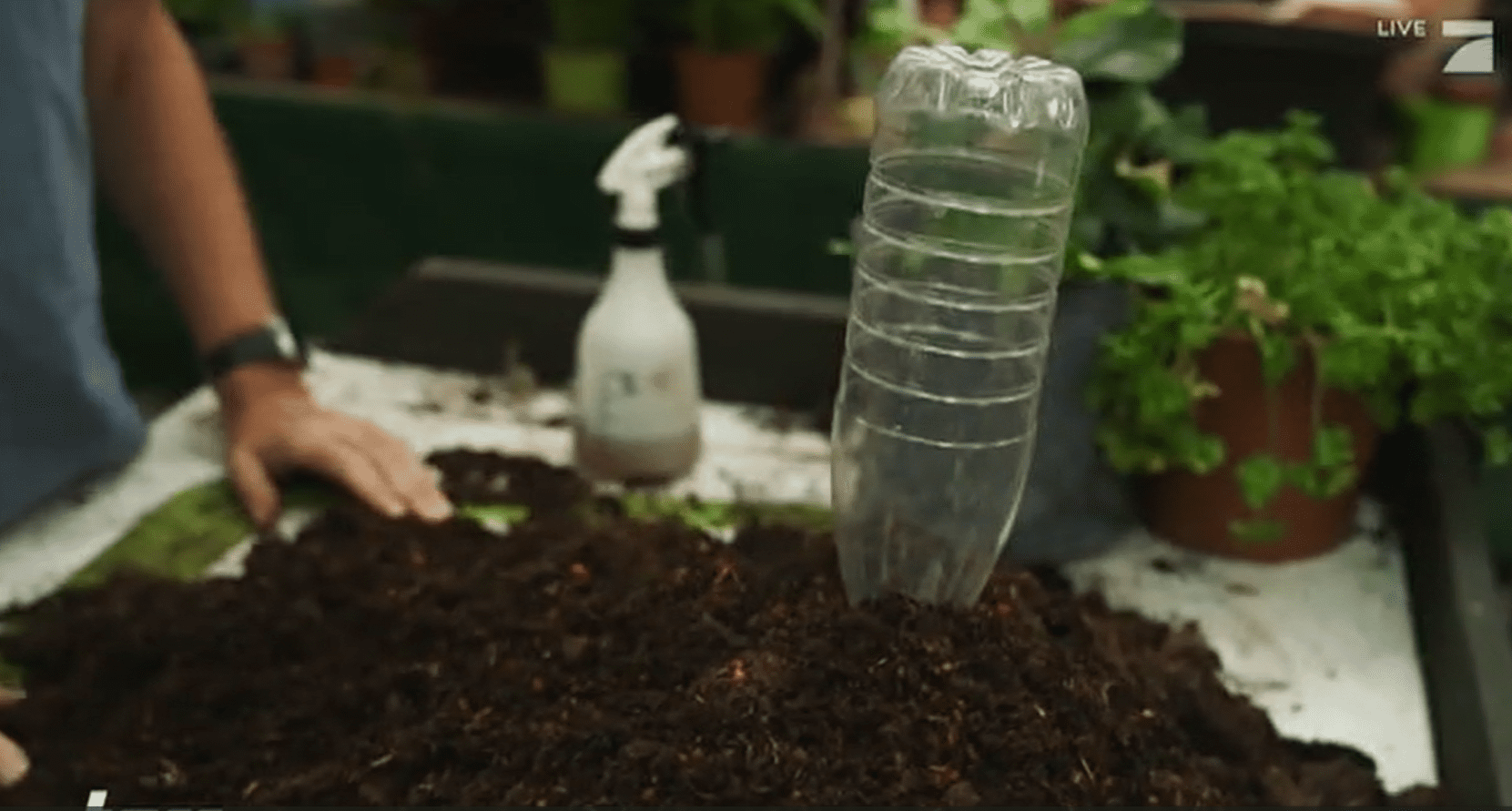 dnger gartenpflanzen Hortensien Dnger von Flora Boost