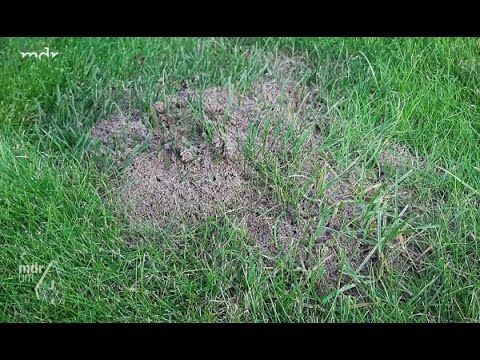 Ameisen im Rasen natrlich vertreiben