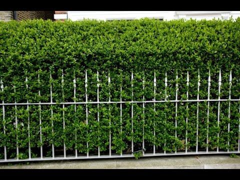 Liguster-Hecke dngen: richtiger Dnger, Pflege & Flechten