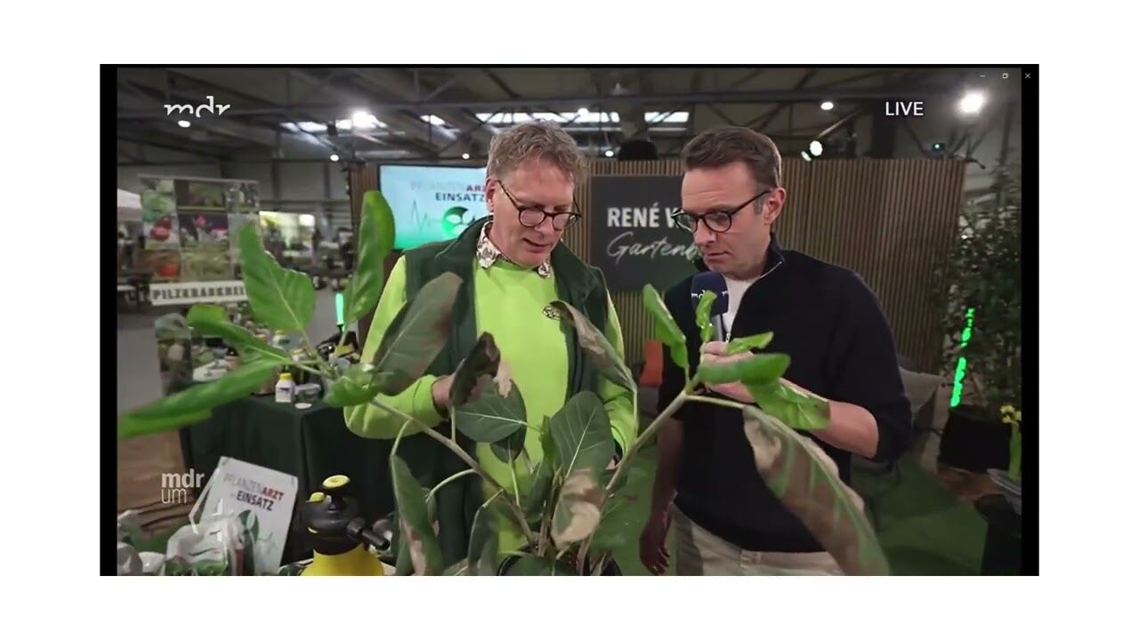 kentiapalme katze XXL Kentia Palme liefern lassen – Green Me Up
