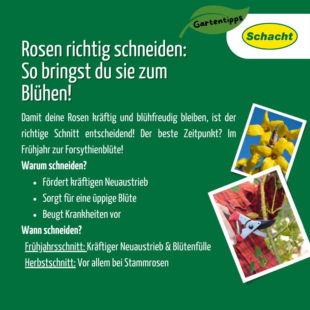 Rosen schneiden im Frhjahr: Anleitung, Dngung & Standort