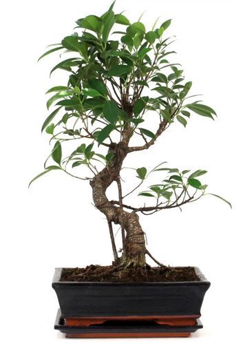 Bonsai-Wundverschluss: Schnittstellen richtig versiegeln