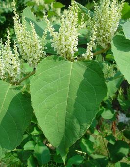 schwarzgrüne liguster Ligustrum vulgare 'Atrovirens' / Schwarzgrüner Liguster main image 1
