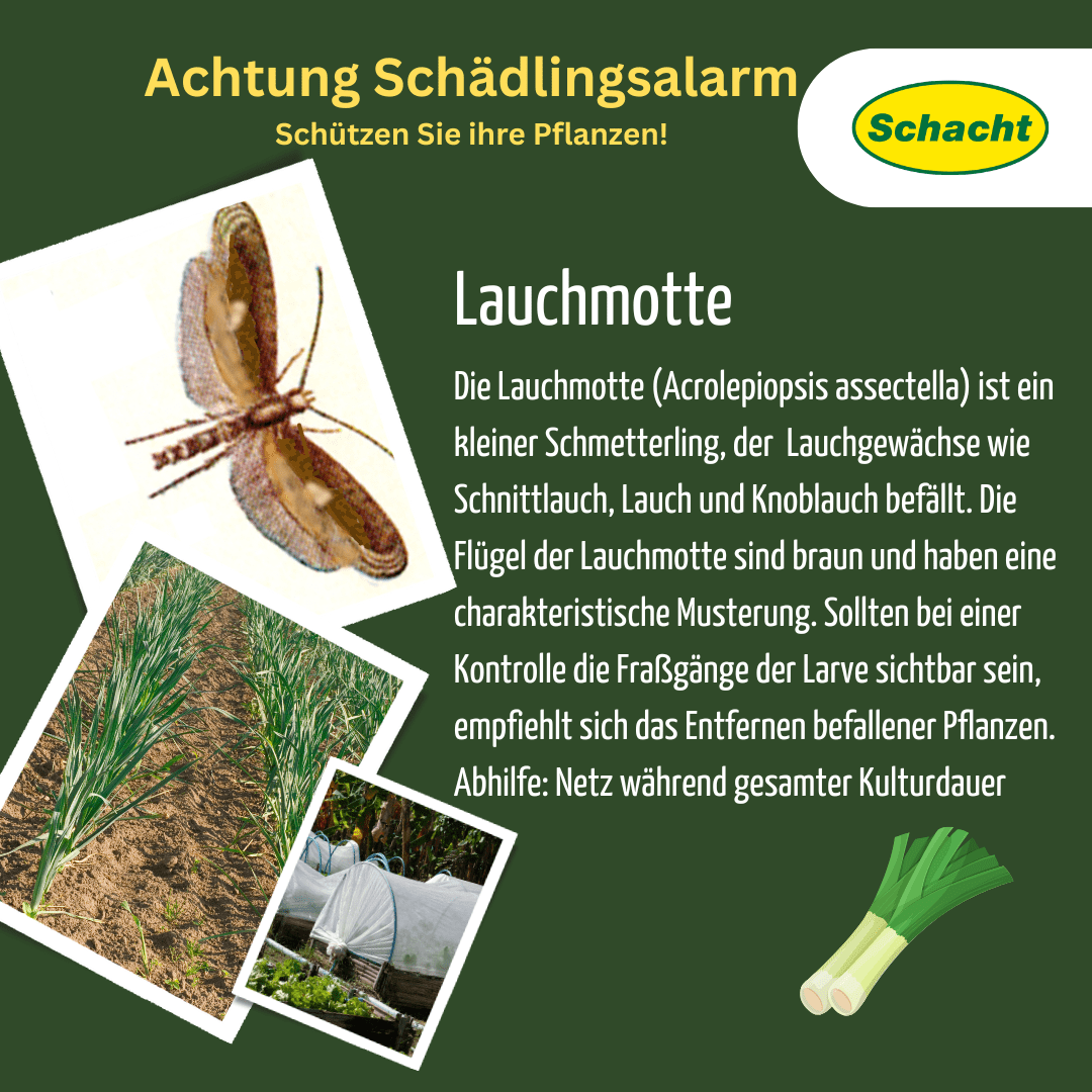 Lauchmotte erkennen und bekmpfen: Netze, Neem & Pflege