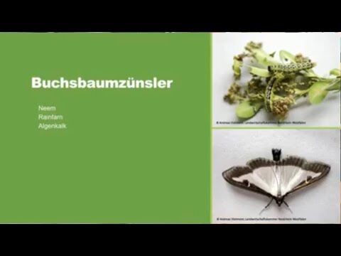 Kamelien natrlich dngen: Tipps, Zeitpunkte & Mittel