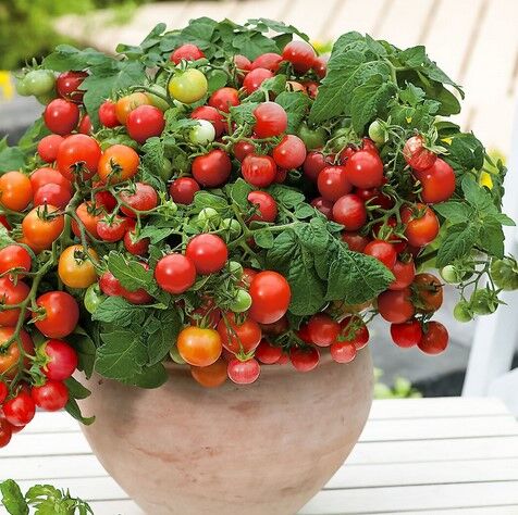 Tomaten umtopfen: Anleitung, Erde und Nhrstoffe