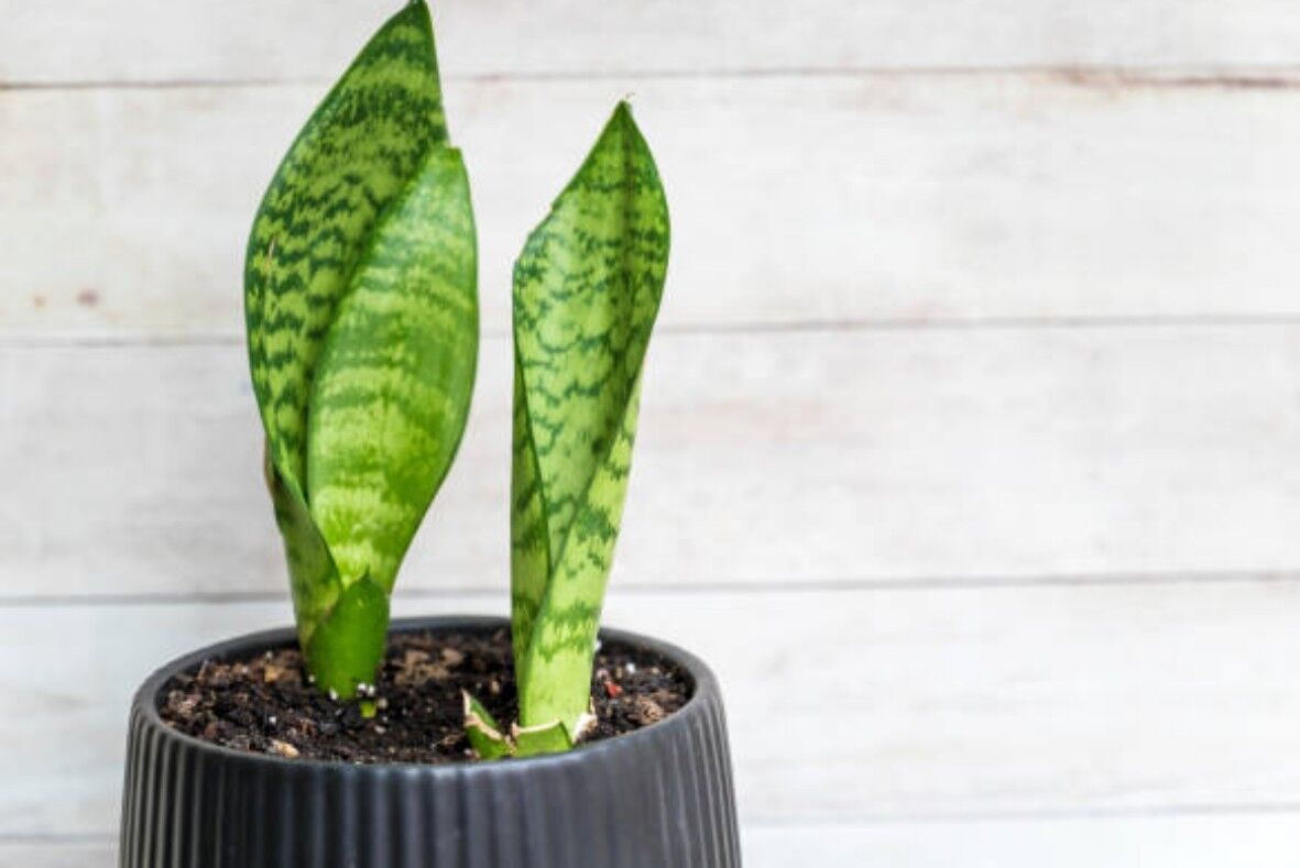 anthurium forgetii x nigrolaminum gigi Anthurium forgetii x nigrolaminum 'Gigi' main image 0