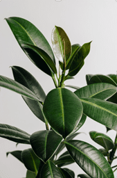 Sdfenster-Pflanzen: beste Arten und Pflege-Tipps