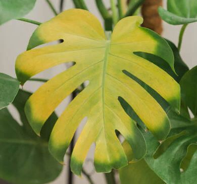 philodendron roseocataphyllum Philodendron roseocataphyllum (medium)
