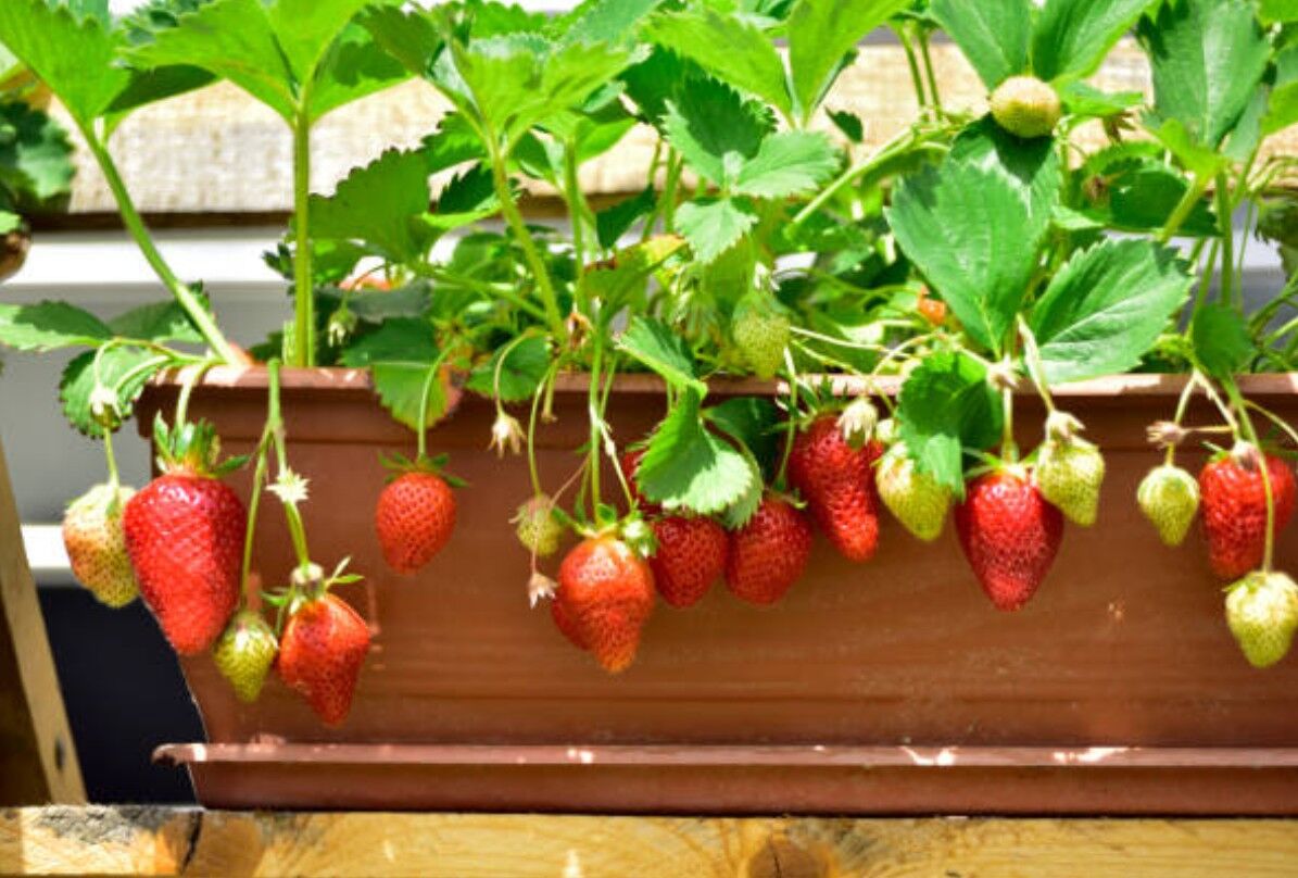 kirschbaum im topf düngen Purgrün Bio-Kirschbaum-Dünger 1 kg