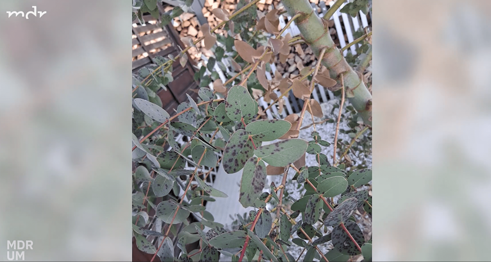 beaucarnea variegata Beaucarnea recurvata main image 1