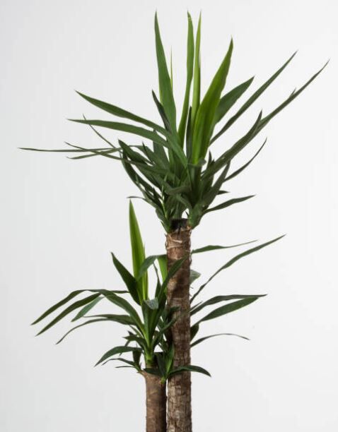 sansevieria dragon fingers Snake Plant Dragon Fingers