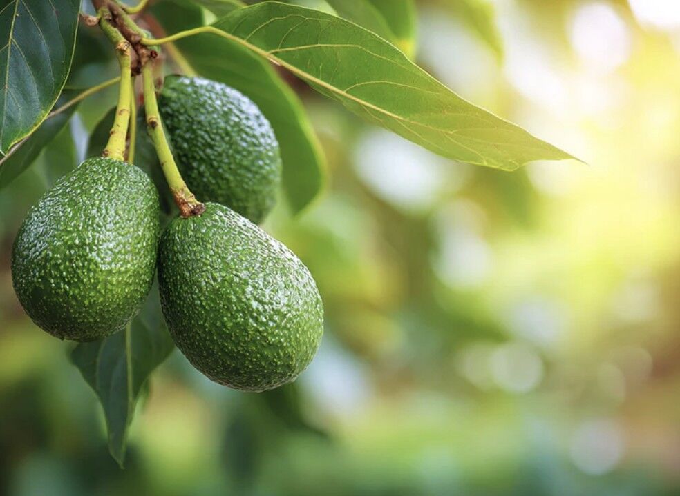 gelben Bltter an der Avocado